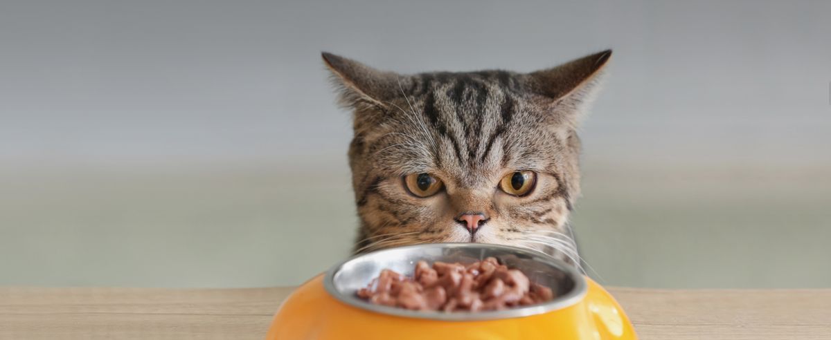 Опасная еда для кошек