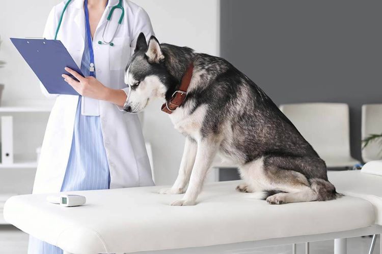 Лечение чумки у собак