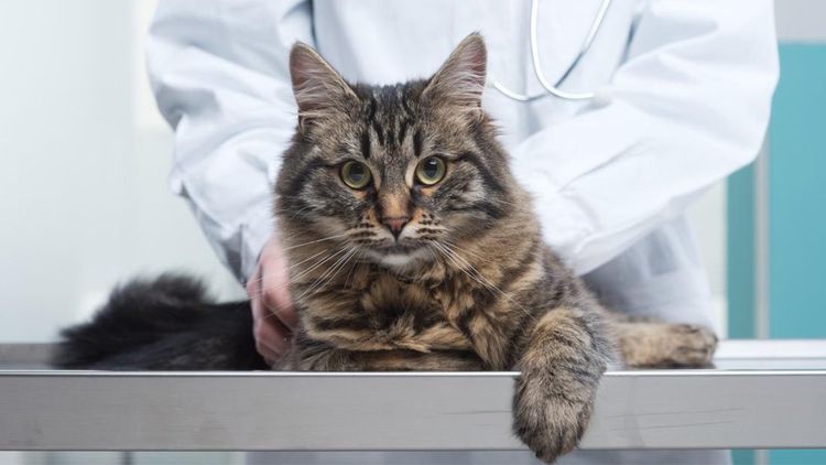 Лечение гипертиреоза у котов