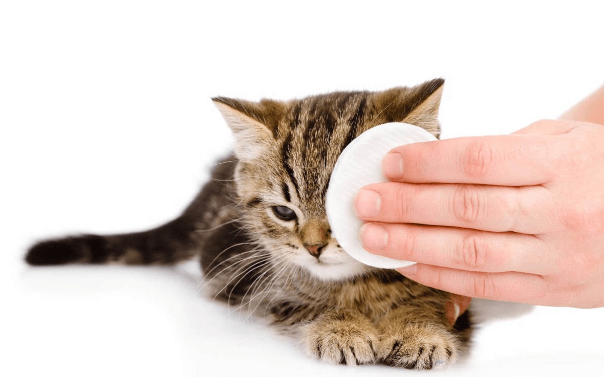 Конъюнктивит у котенка — что за болезнь и как ее лечить
