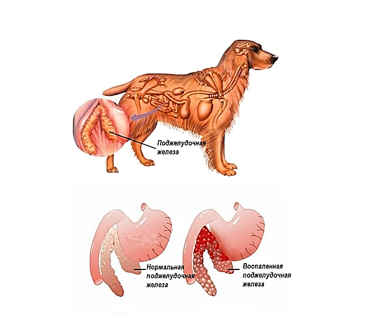 Панкреатит у собак — виды, симптомы, методы лечения