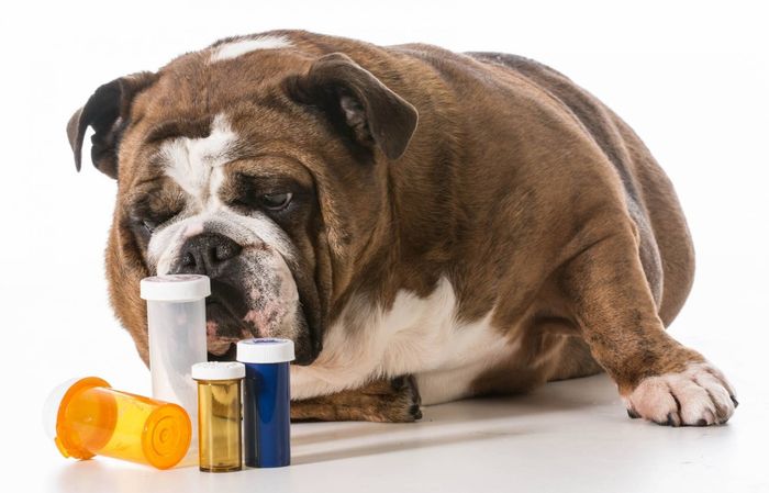 Цукровий діабет у собак
