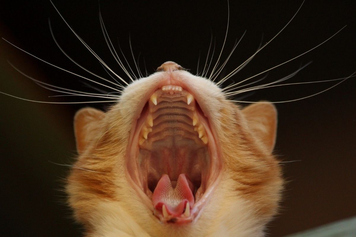 молочные зубы у котов
