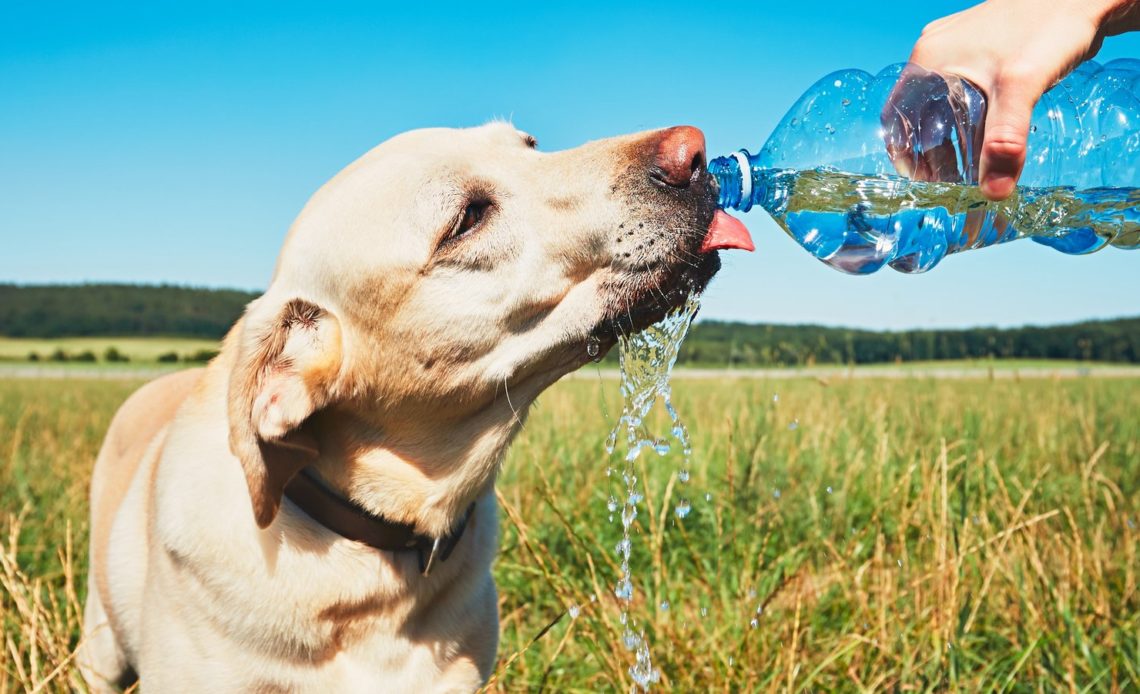 собака пьет много воды