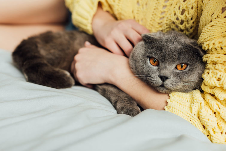 лікування котів в домашніх умовах