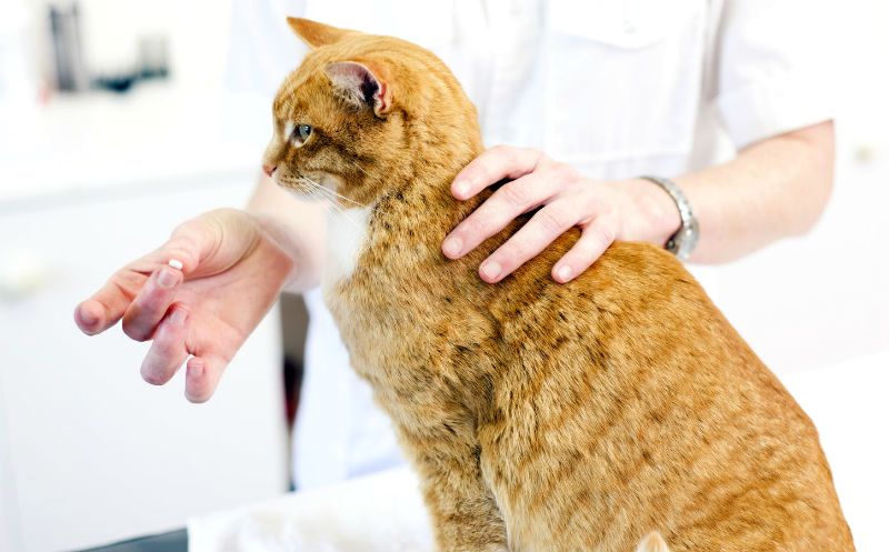 прививки для кошек3