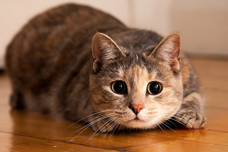 Как Завязать Кошку После Стерилизации Фото