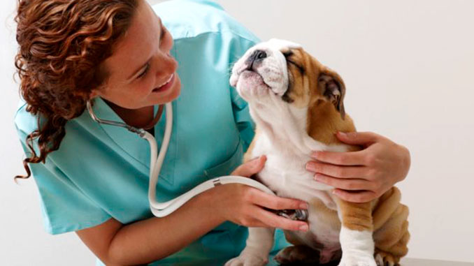 Лечение ран у собак и кошек в Киеве - цена с выездом ветеринара на дом,  недорого в Vet-Call24 Киев