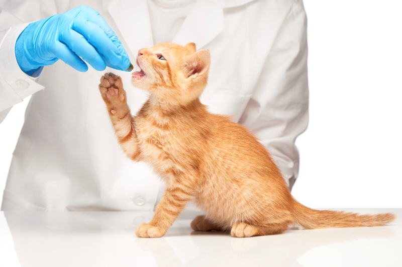 Вакцинация кошек: как обезопасить питомца