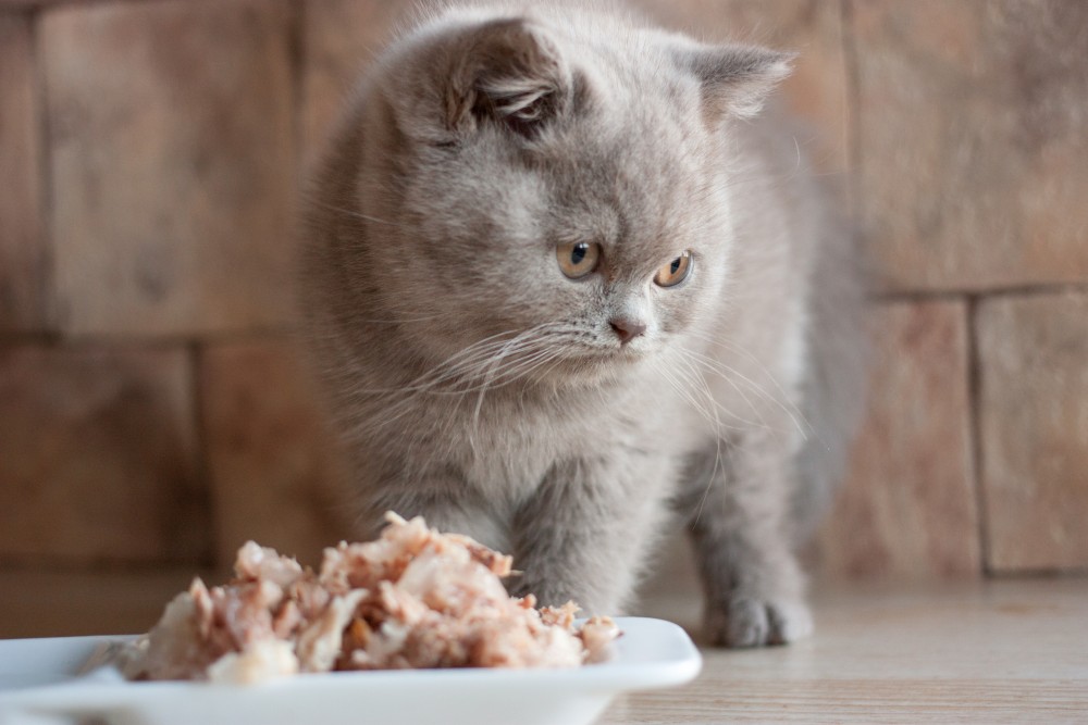 Чем кормить кошек после стерилизации