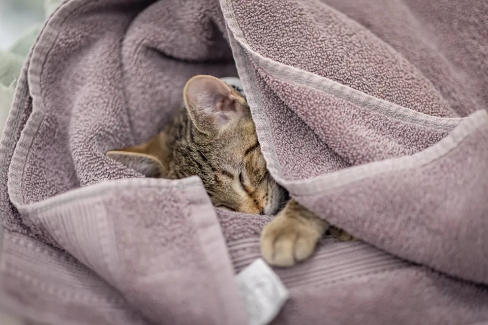 выход кота из наркоза