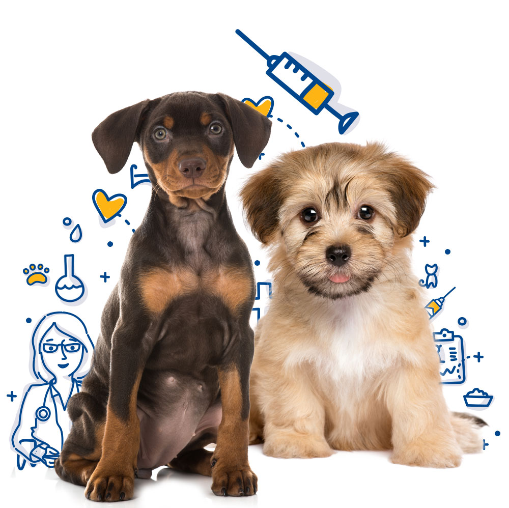 Прививки, вакцинация собак в Киеве - цена комплексной прививки для собак на  дому с выездом ветеринара, недорого услуга по вакцинации в Vet-Call24 Киев