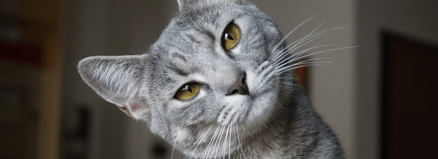 Подготовка кота к кастрации