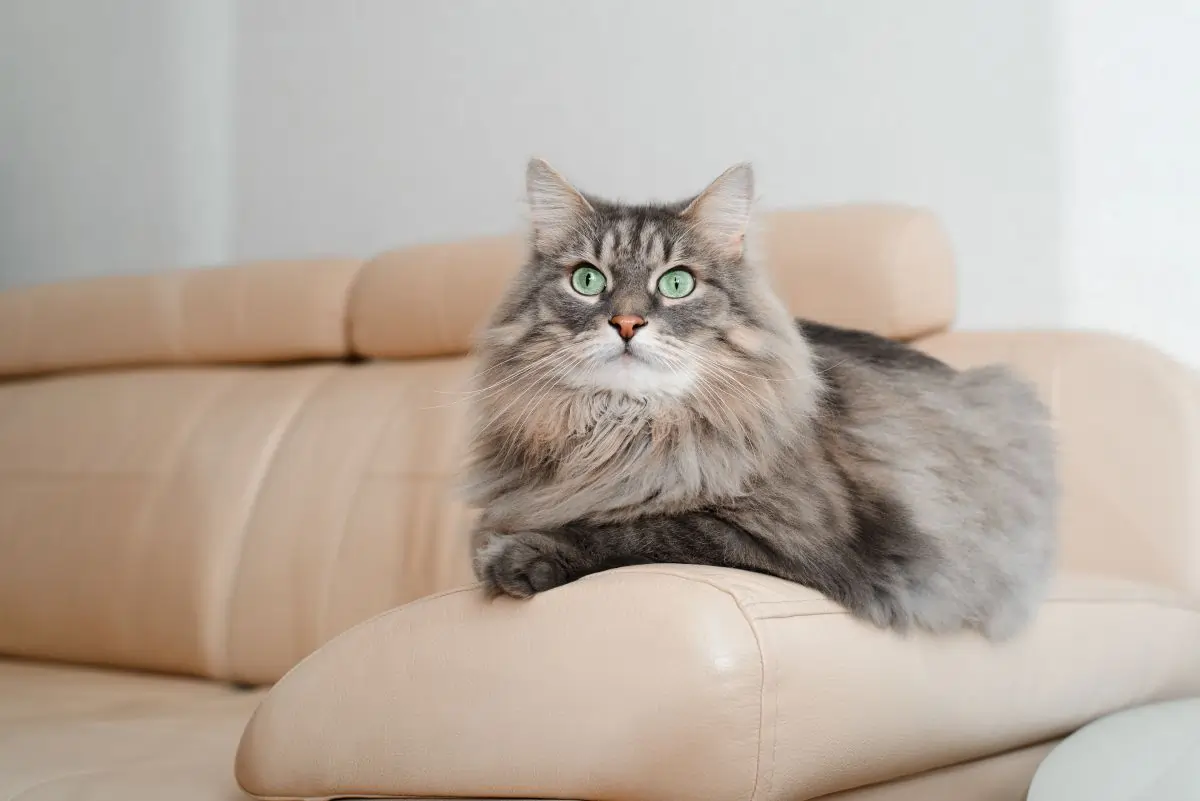 гипоаллергенные породы котов