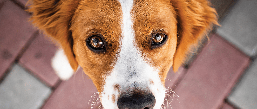 выпали глаза у собаки