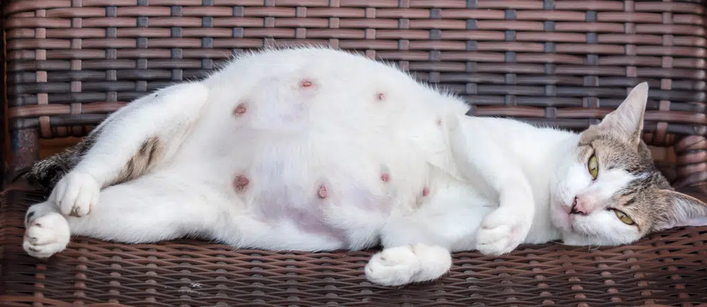 принятие родов у кошки