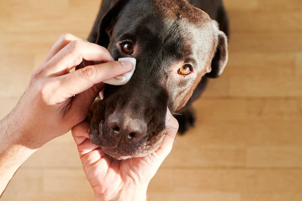 как убрать слезные дорожки у собак