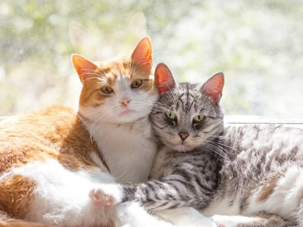 первая вязка кота в каком возрасте