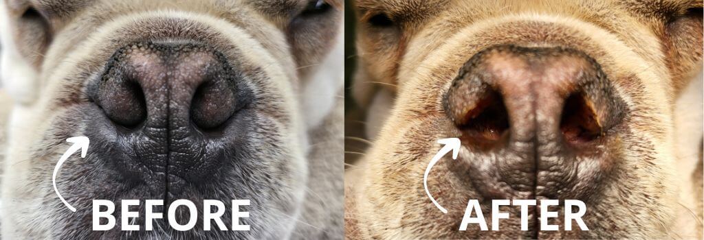 брахицефалический синдром у собак