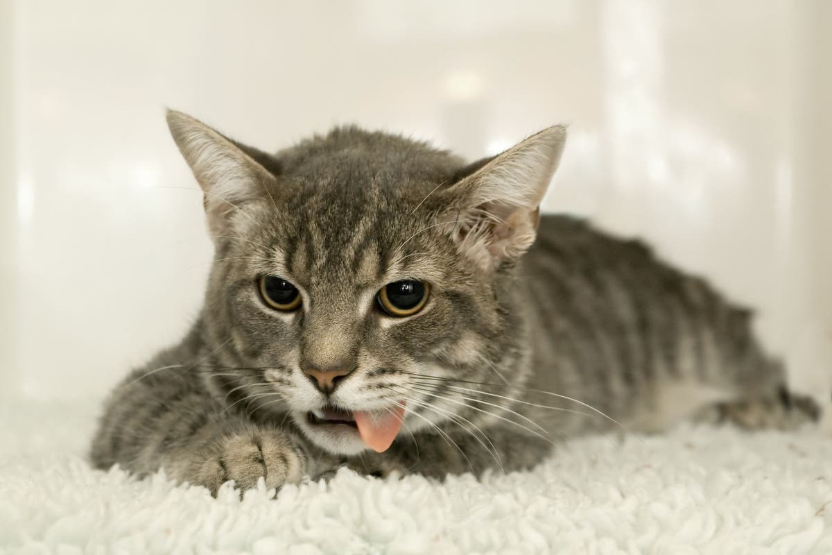 отравление кошки средством от блох