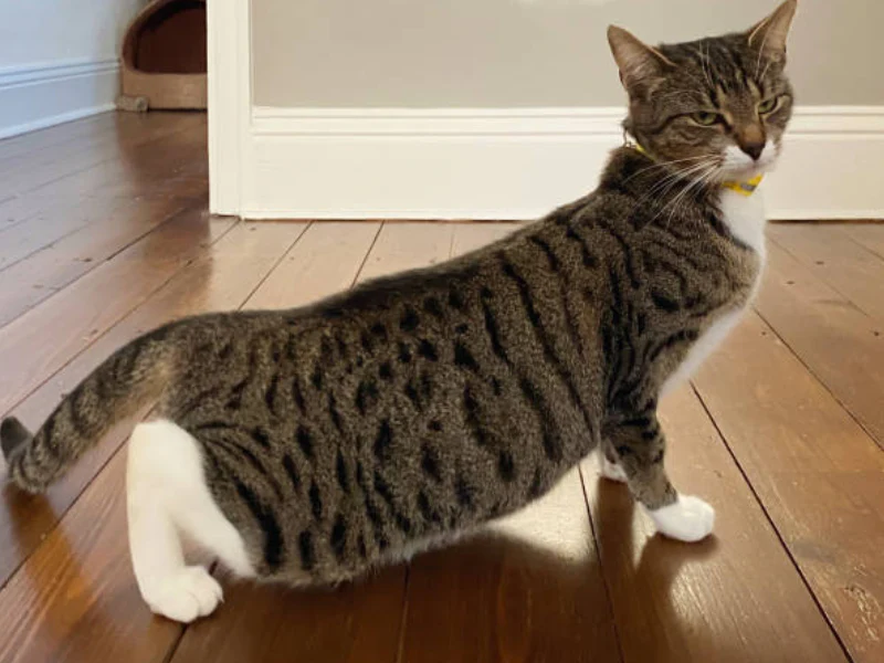 течка у кошек