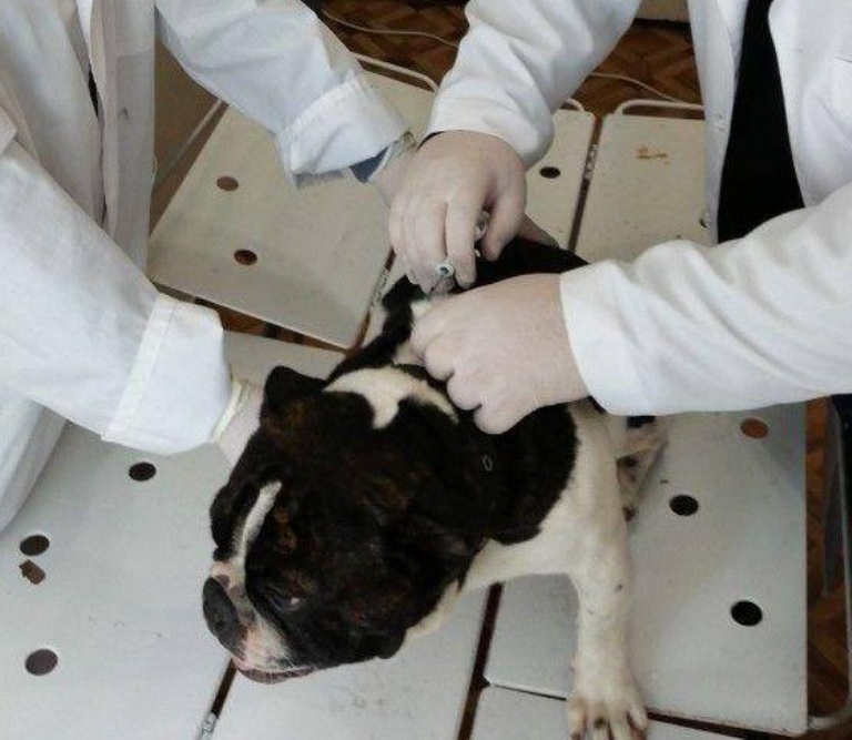 Чіпування котів