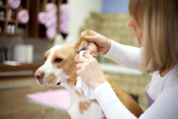 як почистити собаці вуха