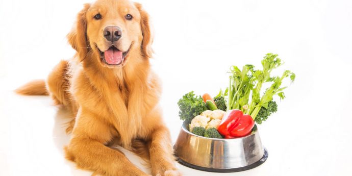Ожирение у собак — признаки, осложнения, действенные способы нормализации веса