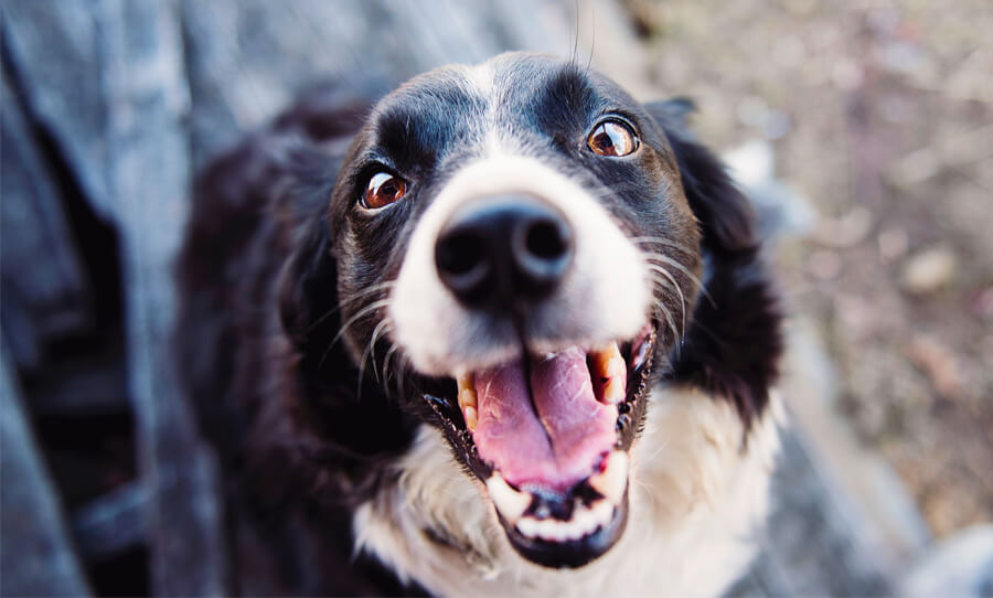 endocannabinoid system in dogs happy dog cbd