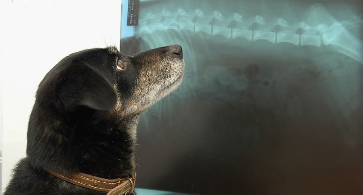 инородное тело в желудке у собаки