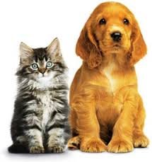 вакцинация собак и котов в киеве