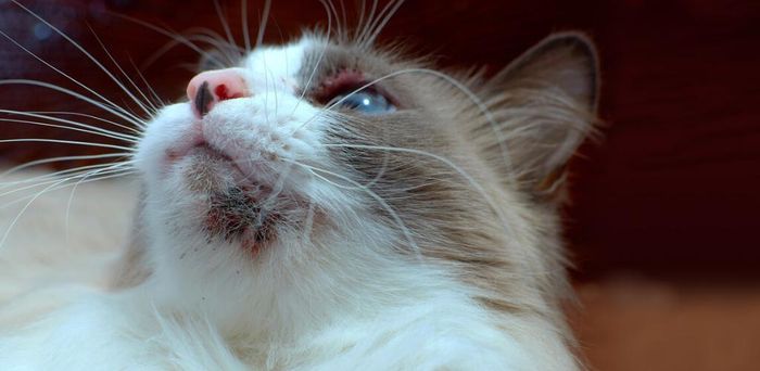 Лечение болезни Якобса у кошек в Нижнем Новгороде | Симптомы и причины язвы на губе