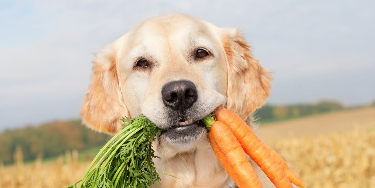 dog eating carrot