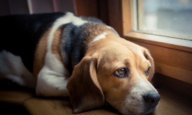 симптоми при наявності глистів у собак