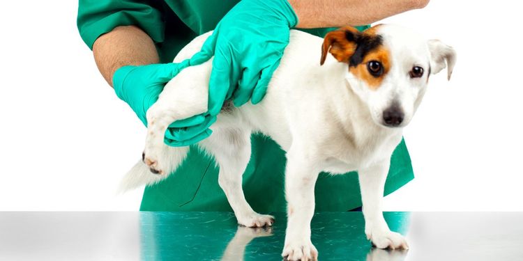 лечение хромоты у собак