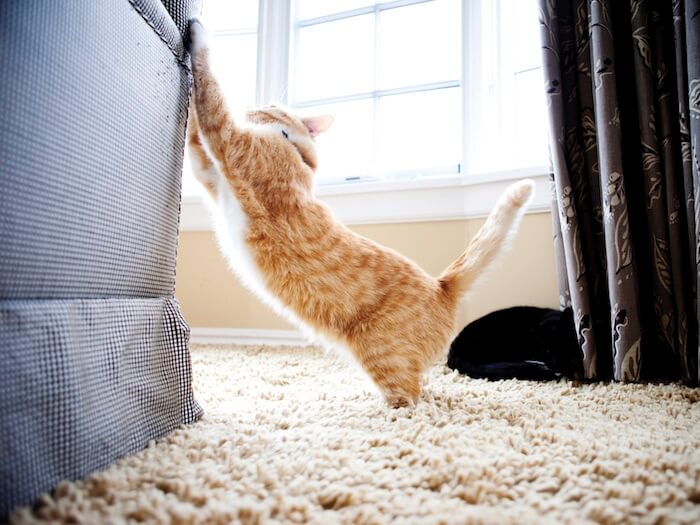 как отучить кота драть диван