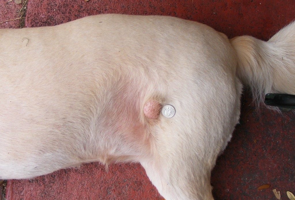 Что делать, если у собаки появилась шишка под кожей на спине?