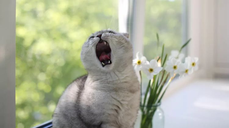 насморк вызванный аллергией у кота 