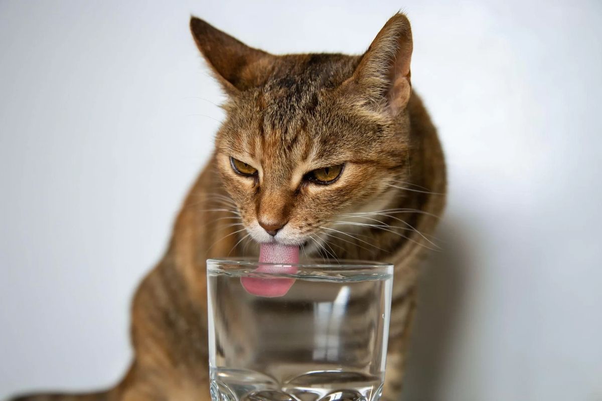 обезвоживание у кота