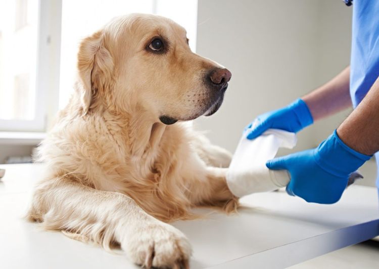 Лікування перелому лапи у собак
