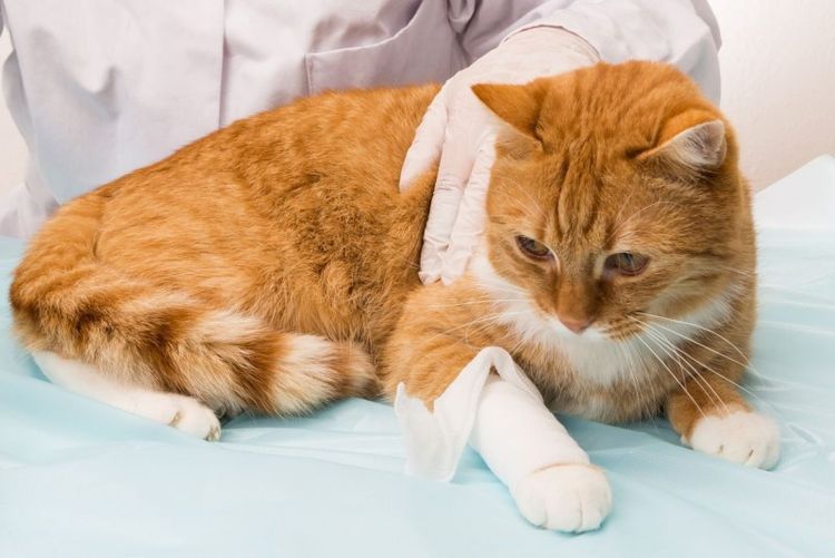 Причини переломів лап у кішок