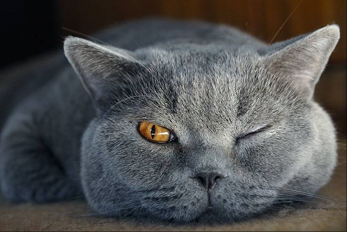 чому сльозяться очі у кота