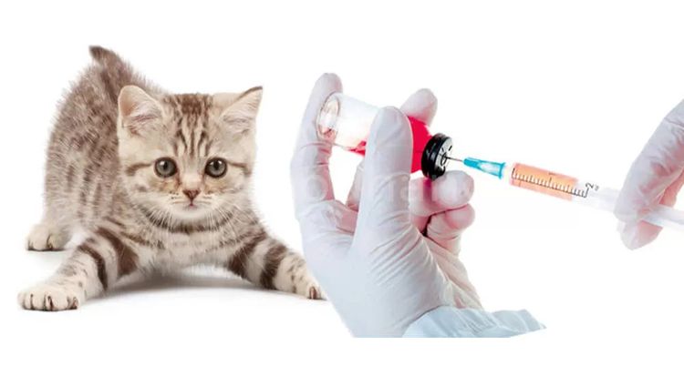 как подготовить собаку или кошку к прививке