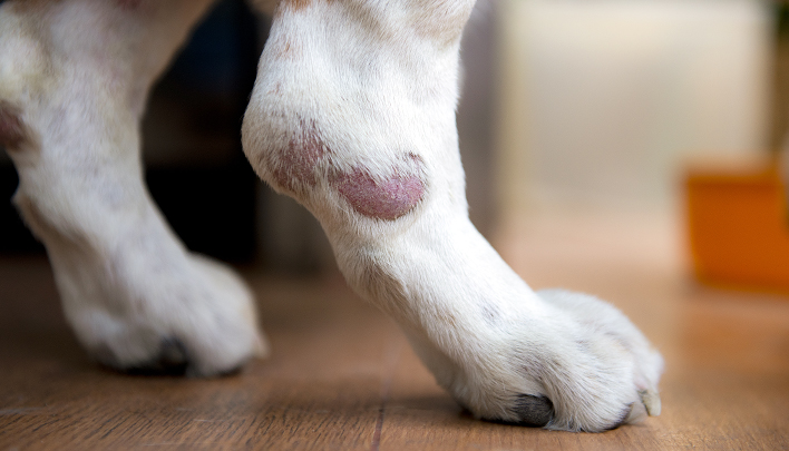 кожные заболевания у собак