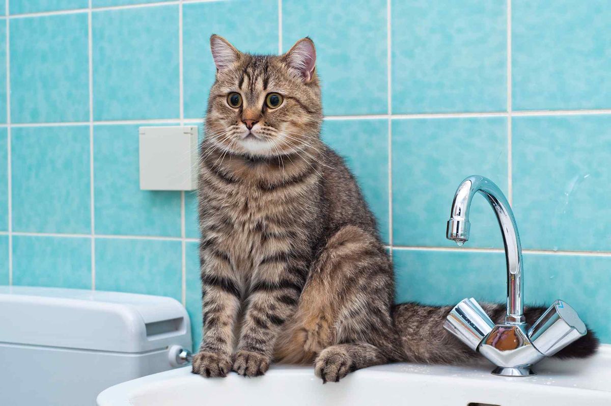 норма воды для кота