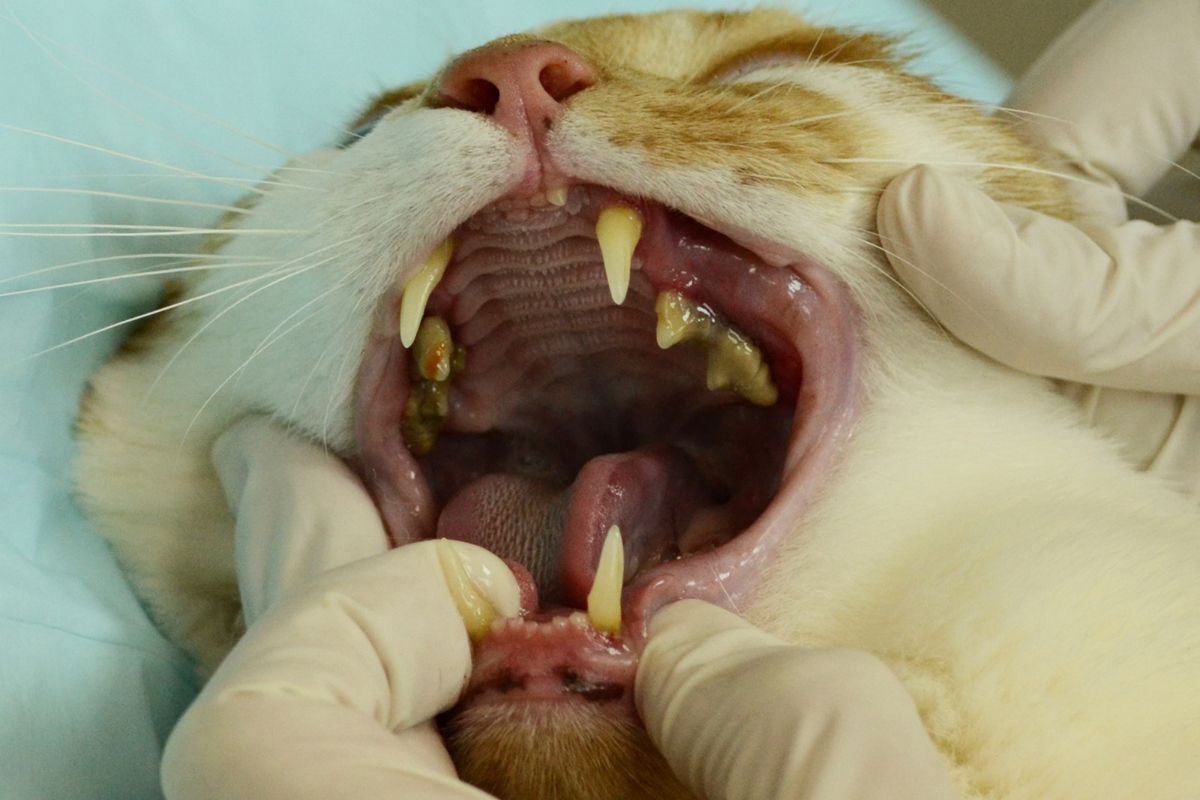 виды зубов у кошек