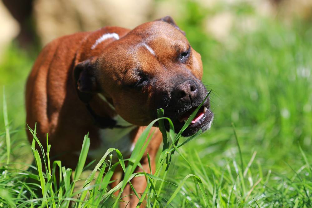 какую траву едят собаки