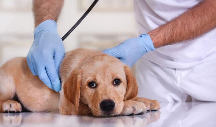 перша допомога при судомах у собак