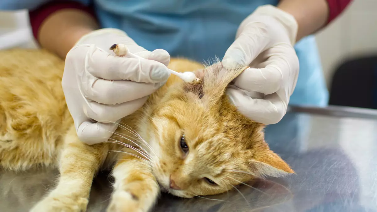 Отодектоз у котов