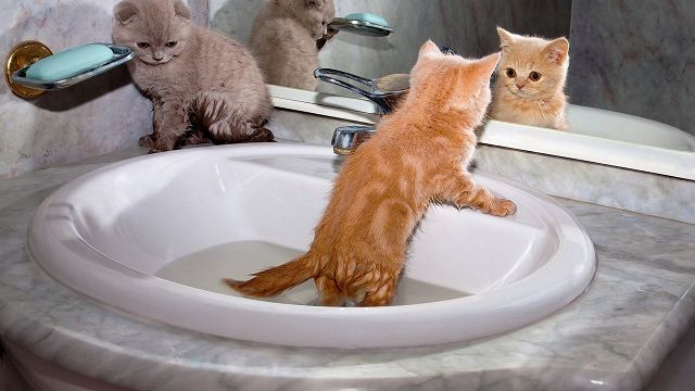 Как мыть котенка